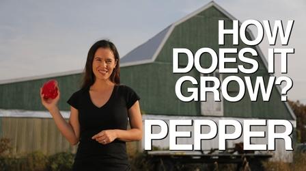 Video thumbnail: How Does It Grow Pepper