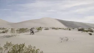 Big Dune Beetle
