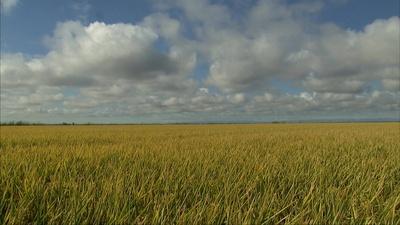 Bosworth Rice Farm