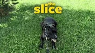 Dogs + Grass = Fun!