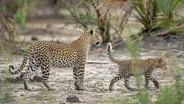 Leopard Hunts Baby Sister