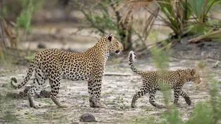 Leopard Hunts Baby Sister