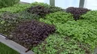 Volunteer Gardener 3404