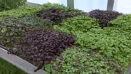 Volunteer Gardener 3404