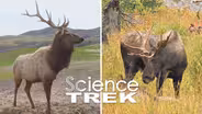 Elk: Elk or Moose?
