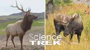 Elk: Elk or Moose?