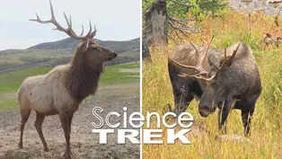 Elk: Elk or Moose?