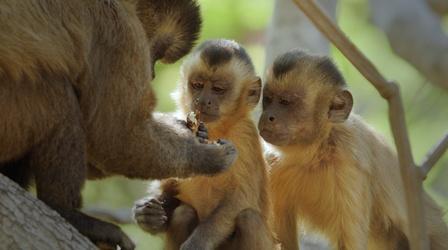Video thumbnail: Nature Secrets of Survival | Primates
