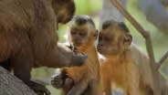 Secrets of Survival | Primates