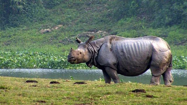 Assam India: Quest for the One-Horned Rhinoceros