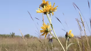 Life of a Prairie