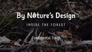 Fundamental Fungi