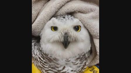 Video thumbnail: Chicago Tonight Snowy Owl Latest Victim of Rat Poison