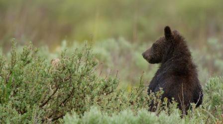Video thumbnail: Great Yellowstone Thaw Baby Bears