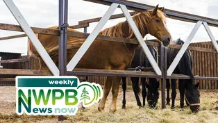 Deadly Equine Virus Found in Washington and an Update on Whooping Cough in Oregon: November 22, 2024