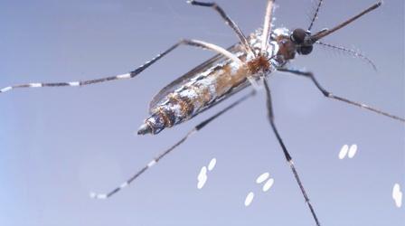 Video thumbnail: Deep Look This Dangerous Mosquito Lays Her Armored Eggs in Your House