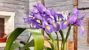 Ikebana, Lander University, and “Lifetime Discoveries”