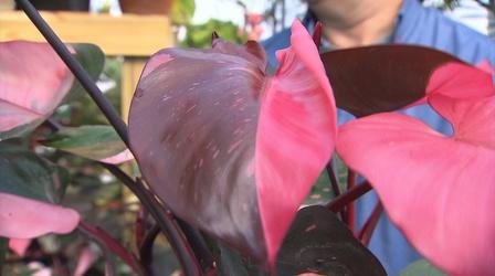 Video thumbnail: Volunteer Gardener Volunteer Gardener 2812