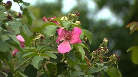 Video thumbnail: Volunteer Gardener Volunteer Gardener 2815