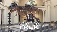 Dinosaurs: Dinosaur Basics