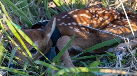 Video thumbnail: Prairie Sportsman Forgotten Trail and Drone Tracking Deer