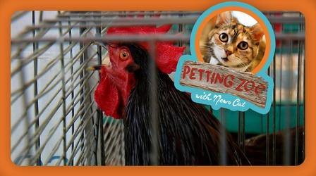 Video thumbnail: NewsDepth Petting Zoo: Rooster Crowing Contest