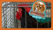 Petting Zoo: Rooster Crowing Contest
