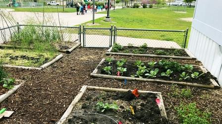 Video thumbnail: Backyard Farmer Backyard Farmer: Digging Deeper: Sustainable School Garden 1