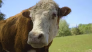 Sasha Farm Animal Sanctuary