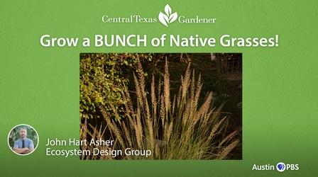 Video thumbnail: Central Texas Gardener Grow a Bunch of Native Grasses