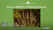 Grow a Bunch of Native Grasses