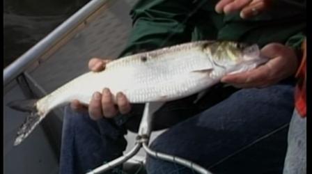 Video thumbnail: Rod & Reel Streamside American Shad on the Delaware