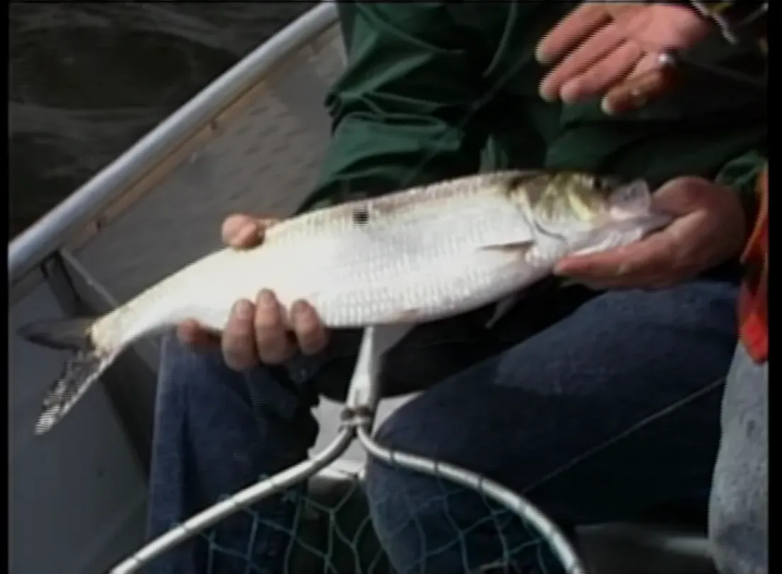 American Shad on the Delaware