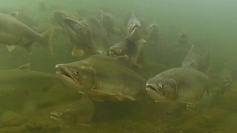 Salmon Recovery - March 15, 2019