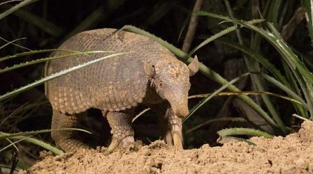 Video thumbnail: Nature Hotel Armadillo