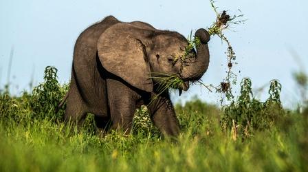 Video thumbnail: Nature Elephant Architects of the Okavango