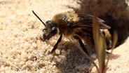 Finding the rare sandhills cellophane bee – with data