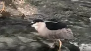 Black-Crowned Night Heron Catches a Fish in River Park