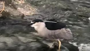 Black-Crowned Night Heron Catches a Fish in River Park