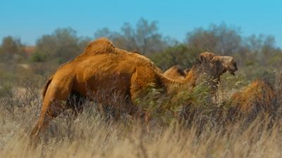 Camel Crisis in the Australian Outback