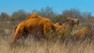 Camel Crisis in the Australian Outback