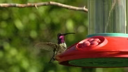 Austin Food Forest, Birding Oasis, Conservation Leader