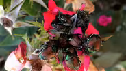 Invasive Insects and Plants to Pickup During Late Season Sales