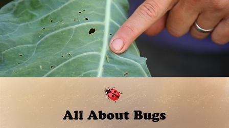 Video thumbnail: Let's Grow Stuff All About Bugs