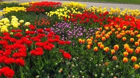 Video thumbnail: Prairie Yard & Garden Spring Flowers