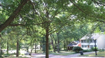Video thumbnail: Ideas State Of The Schools; Tree Disease; Maria's Field Of Hope
