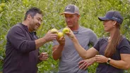Apples