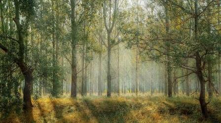 Video thumbnail: WITF Penn's Woods: Cradle of Conservation