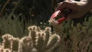 Plants and Climate Change