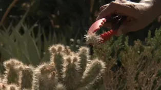 Plants and Climate Change